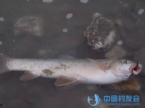 哪种鱼是国产的鱼啊视频
