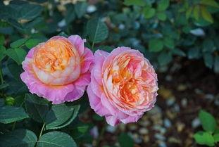 国产月季切花好养吗视频,国产月季好养易活，轻松养出美丽花朵