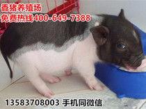 angla小香猪国产精品视频,小香猪的温馨生活瞬间