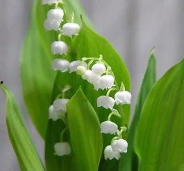 国产铃兰繁殖快吗视频讲解,快速繁殖技巧解析