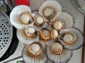 冷冻国产扇贝能吃么视频  第1张