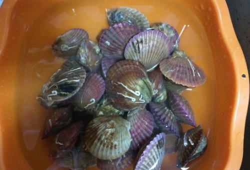 冷冻国产扇贝能吃么视频  第3张