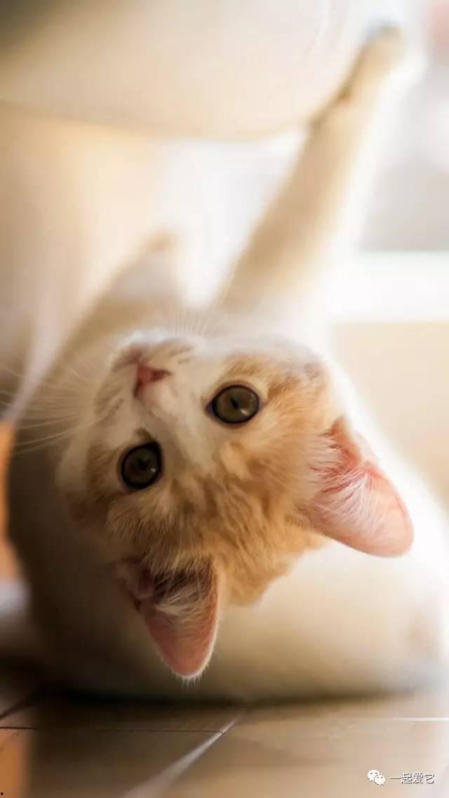 猫咪国产区视频网站下载,轻松获取萌宠瞬间